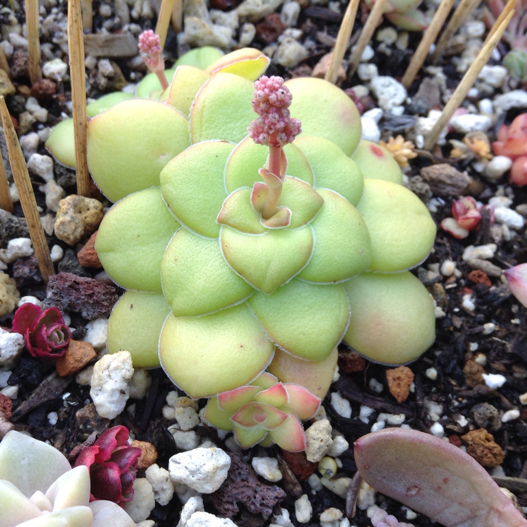 Crassula hemisphaerica syn. Crassula alooides in the GardenTags plant encyclopedia Crassula alooides in the GardenTags plant encyclopedia