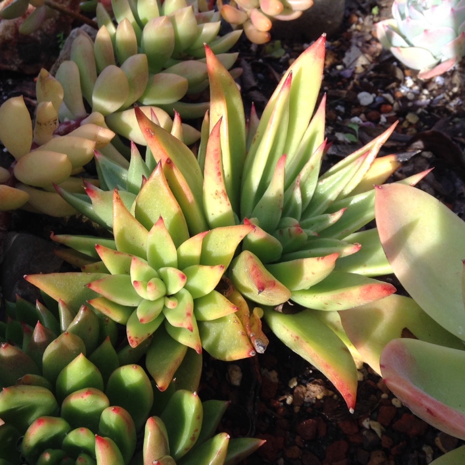Echeveria Agavoides Macabeana in the GardenTags plant encyclopedia Echeveria Agavoides Macabeana in the GardenTags plant encyclopedia