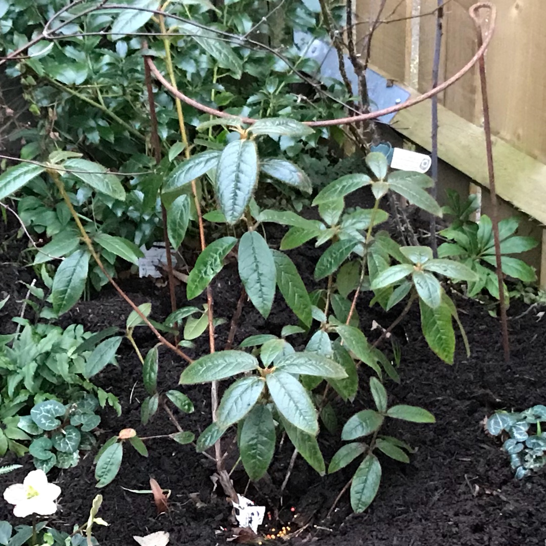Rhododendron Princess Alice in the GardenTags plant encyclopedia Rhododendron Princess Alice in the GardenTags plant encyclopedia