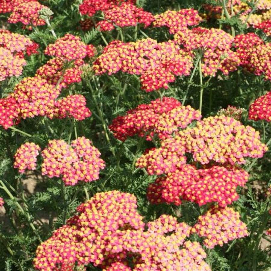 Yarrow Paprika in the GardenTags plant encyclopedia
