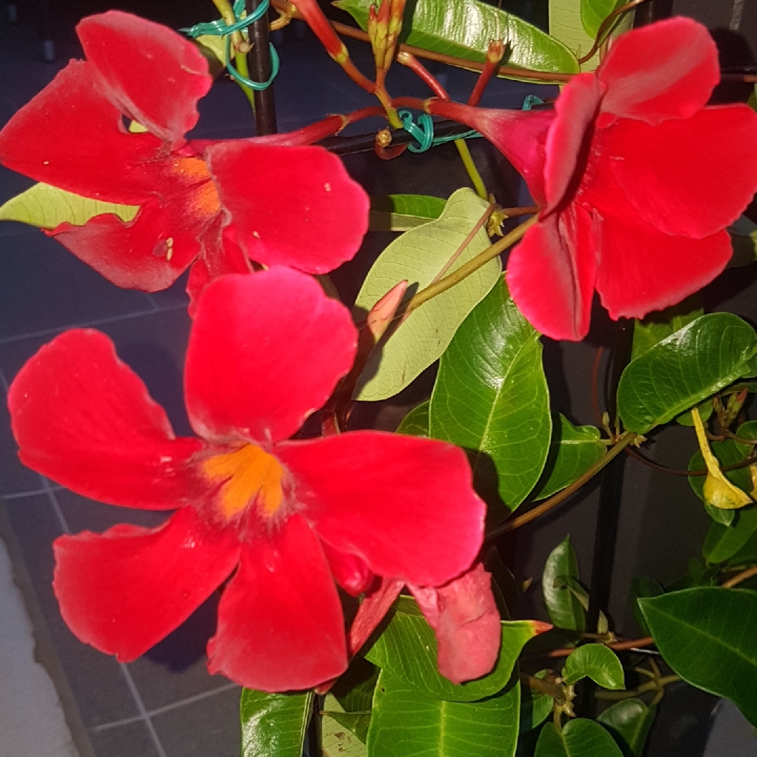 Mandevilla sanderi Firestorm in the GardenTags plant encyclopedia Mandevilla Firestorm in the GardenTags plant encyclopedia