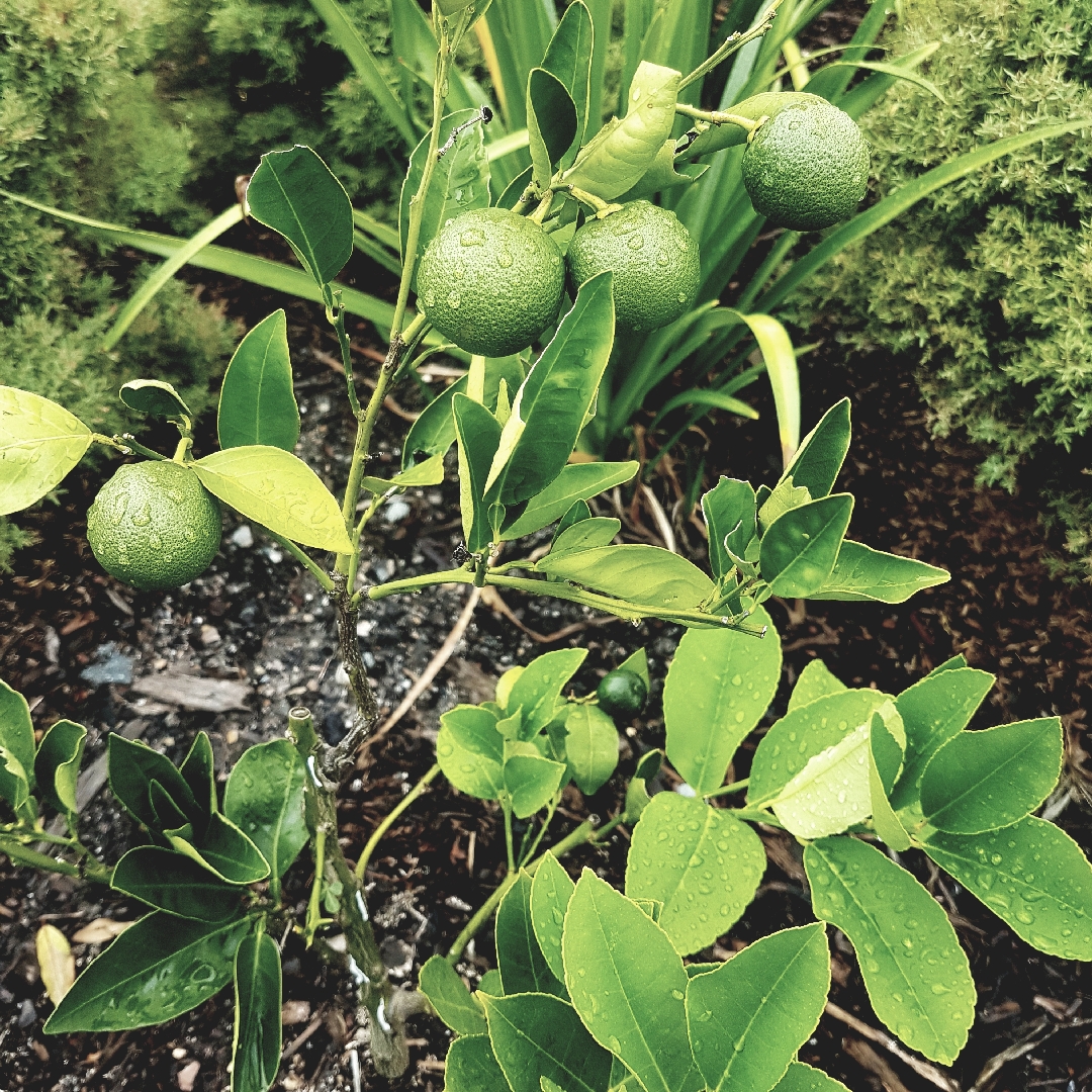 Citrus in the GardenTags plant encyclopedia Fruit Salad Tree in the GardenTags plant encyclopedia