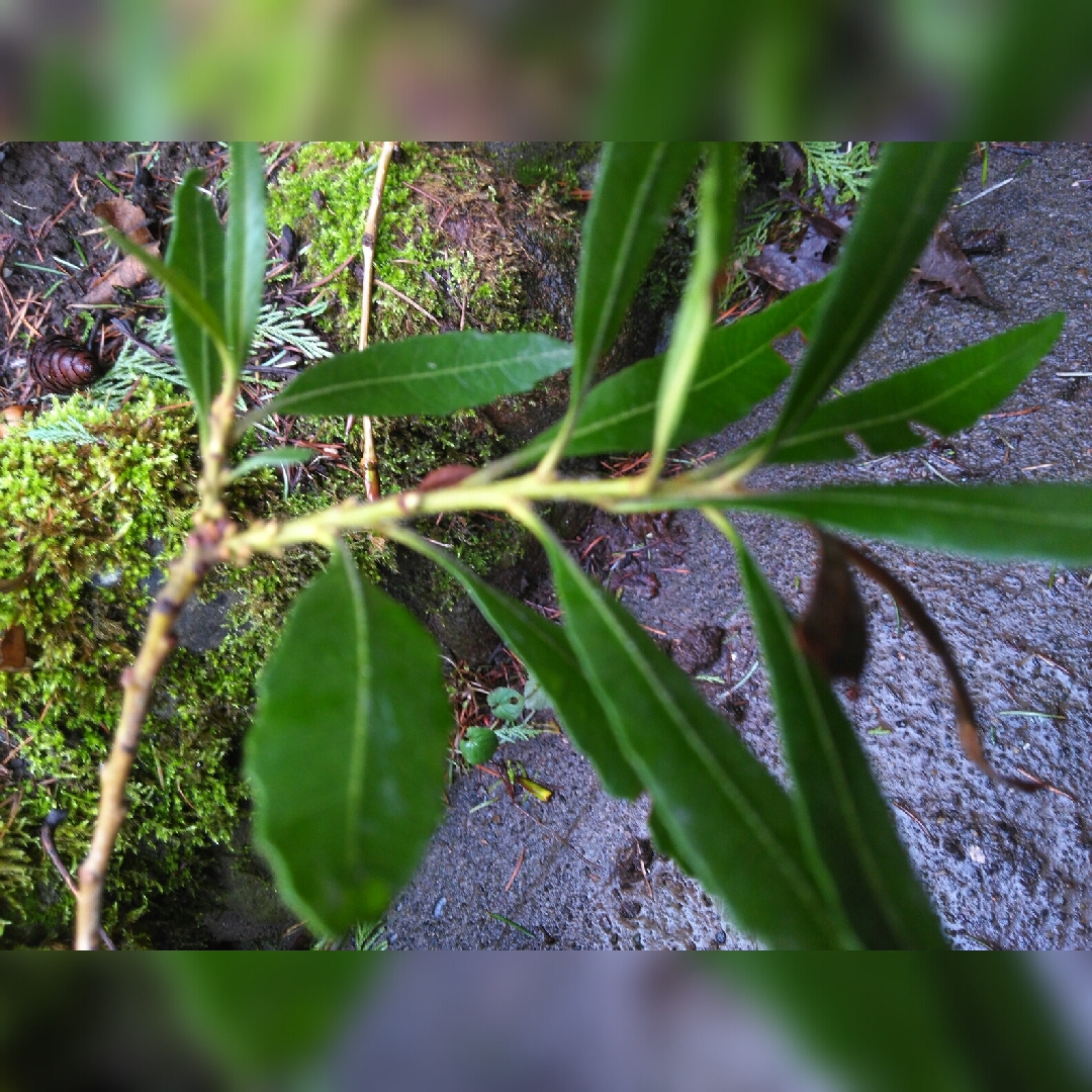 Salix sericea syn. Salix petiolaris var. sericea in the GardenTags plant encyclopedia Silky Willow in the GardenTags plant encyclopedia