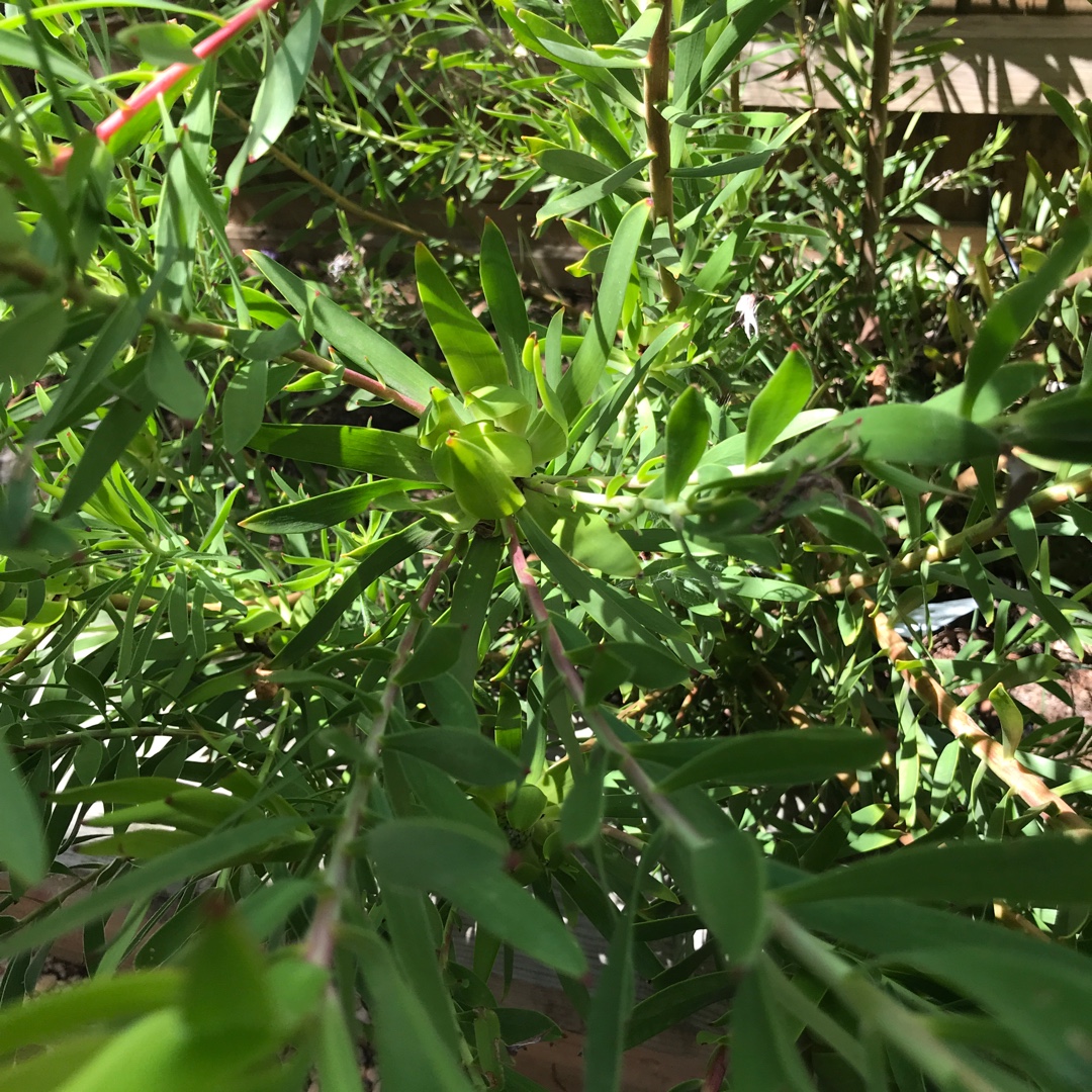 Leucadendron salignum x laureolum Golden Mitre in the GardenTags plant encyclopedia Leucadendron Hybrid Golden Mitre in the GardenTags plant encyclopedia