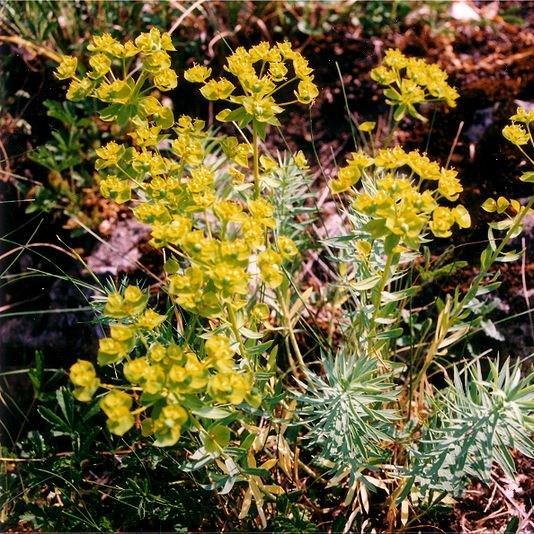Euphorbia seguieriana in the GardenTags plant encyclopedia Siberian spurge in the GardenTags plant encyclopedia