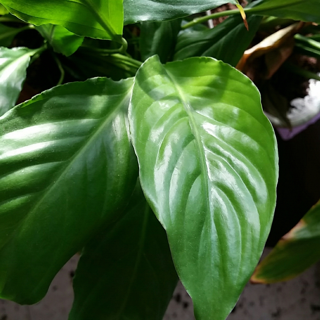 Peace Lily Kochii in the GardenTags plant encyclopedia