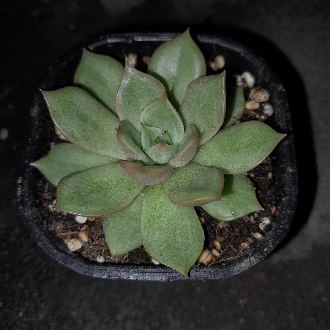 Echeveria Agavoides Vista Giant in the GardenTags plant encyclopedia Echeveria Agavoides Vista Giant in the GardenTags plant encyclopedia