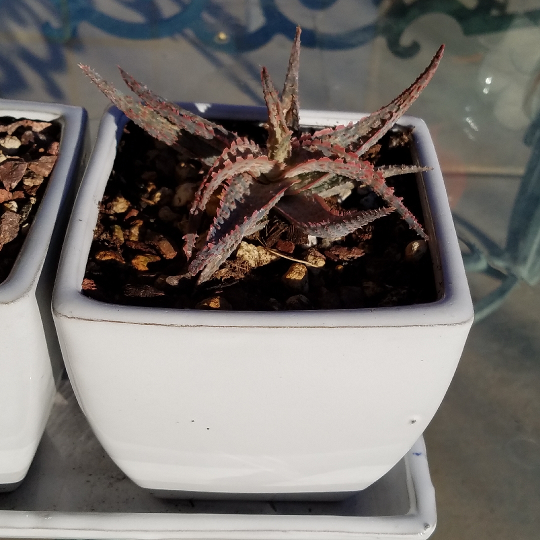 Aloe Raspberry Ruffles in the GardenTags plant encyclopedia Aloe Raspberry Ruffles in the GardenTags plant encyclopedia