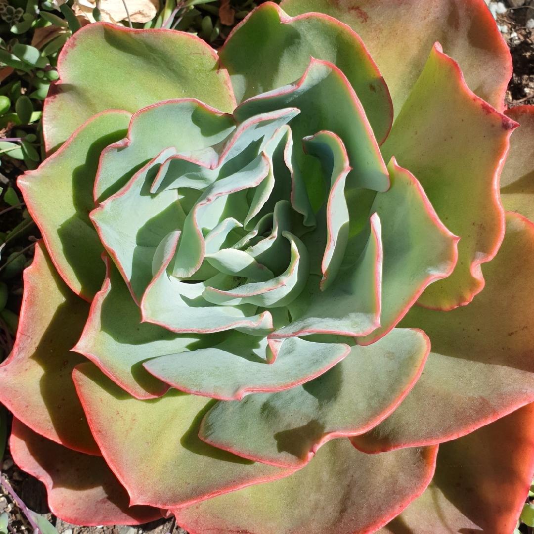Echeveria Capri in the GardenTags plant encyclopedia