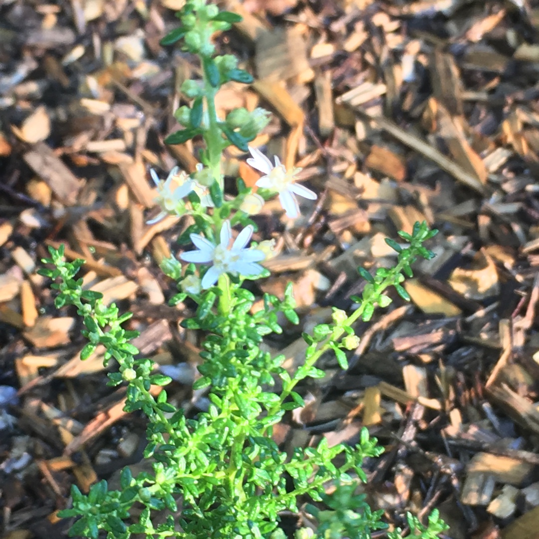 Olearia ramulosa in the GardenTags plant encyclopedia Twiggy Daisy Bush in the GardenTags plant encyclopedia