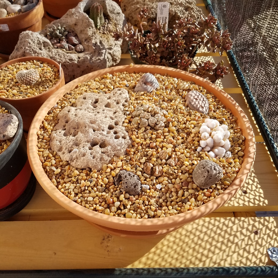 Lithops Schwantesii var. Marthae in the GardenTags plant encyclopedia Living stones Schwantesii Marthae in the GardenTags plant encyclopedia