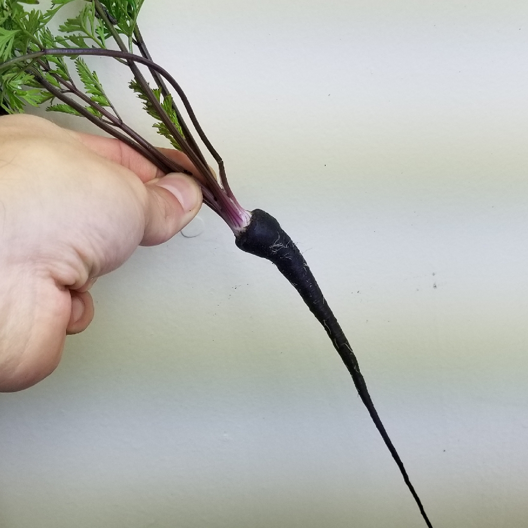 Carrot Gniff in the GardenTags plant encyclopedia