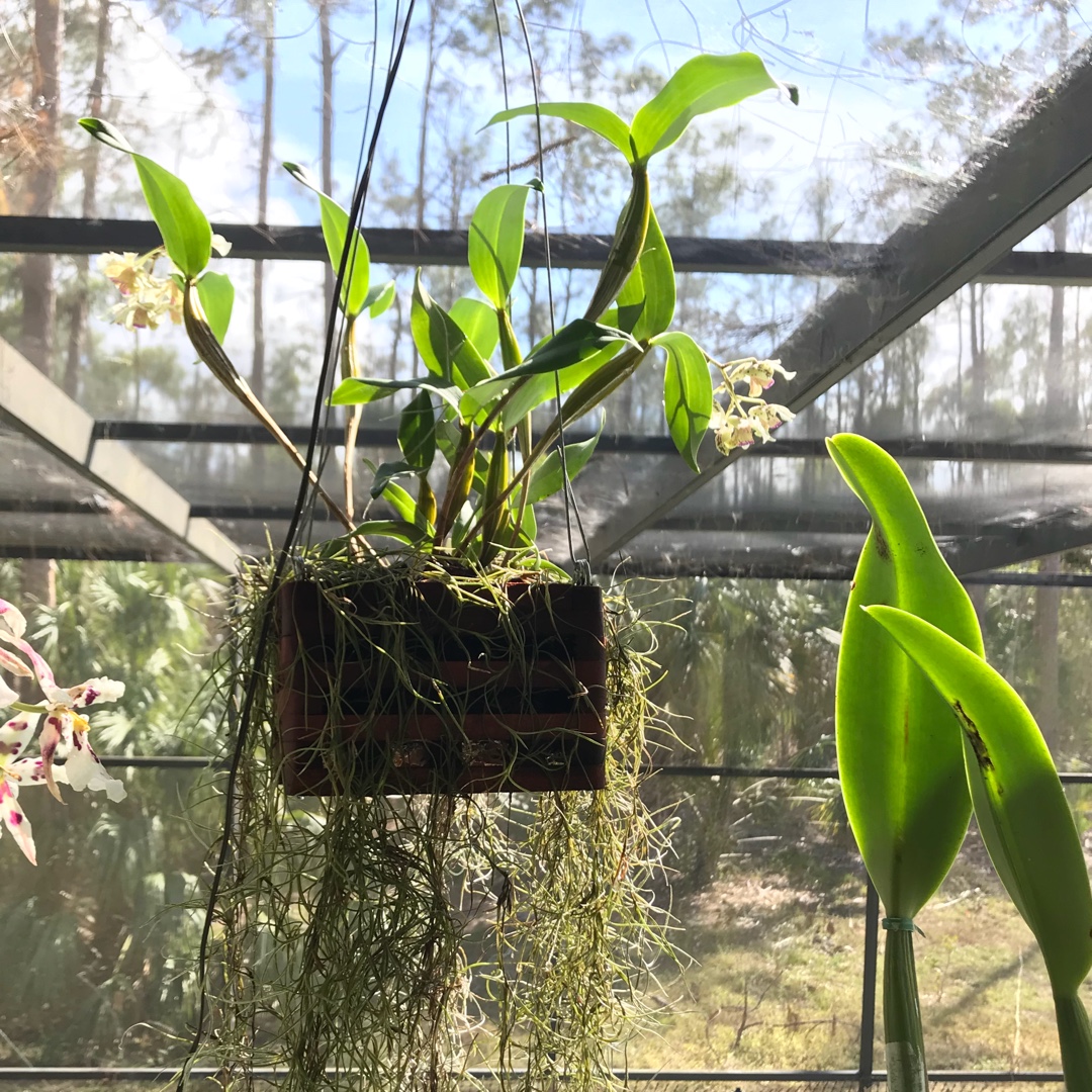 Dendrobium Micro Chip syn. D Aussie Chip in the GardenTags plant encyclopedia Dendrobium Micro Chip in the GardenTags plant encyclopedia