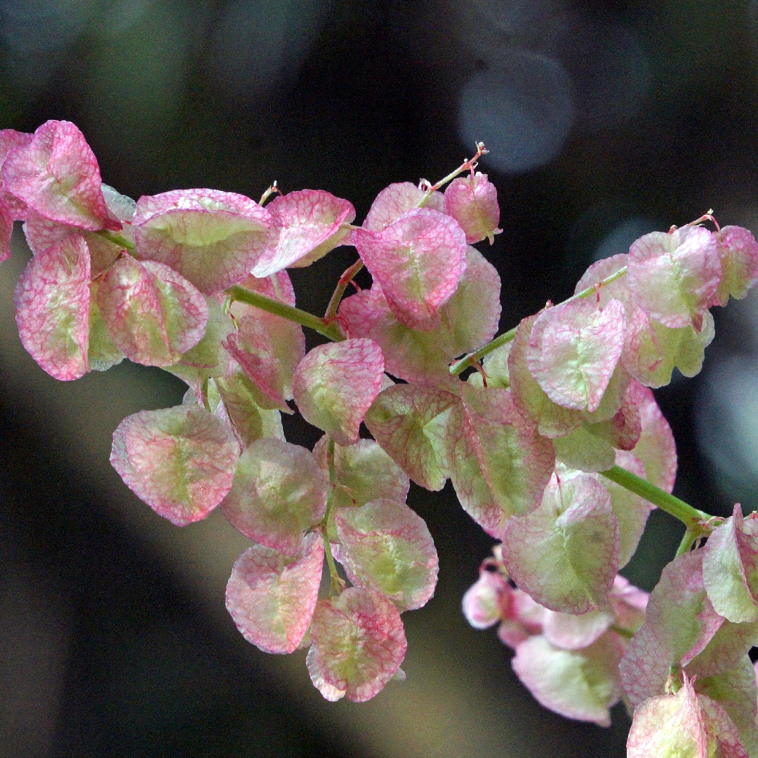 Rumex Cyprius in the GardenTags plant encyclopedia Pink Sorrel in the GardenTags plant encyclopedia