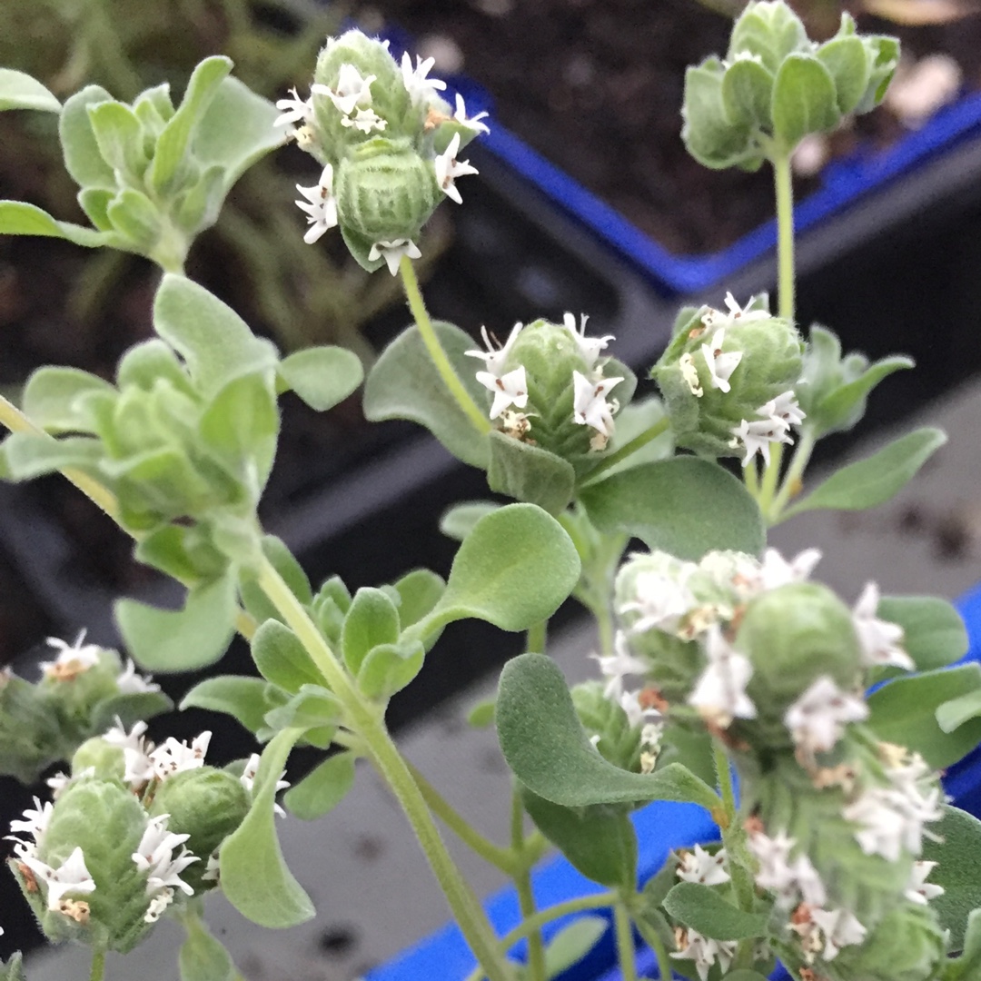 Origanum marjorana in the GardenTags plant encyclopedia Sweet Marjoram in the GardenTags plant encyclopedia