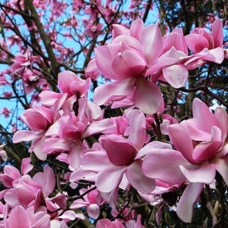 Magnolia campbellii in the GardenTags plant encyclopedia Campbells Magnolia in the GardenTags plant encyclopedia