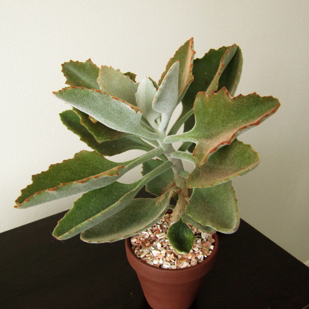 Kalanchoe Beharensis Roseleaf in the GardenTags plant encyclopedia Kalanchoe Beharensis Roseleaf in the GardenTags plant encyclopedia