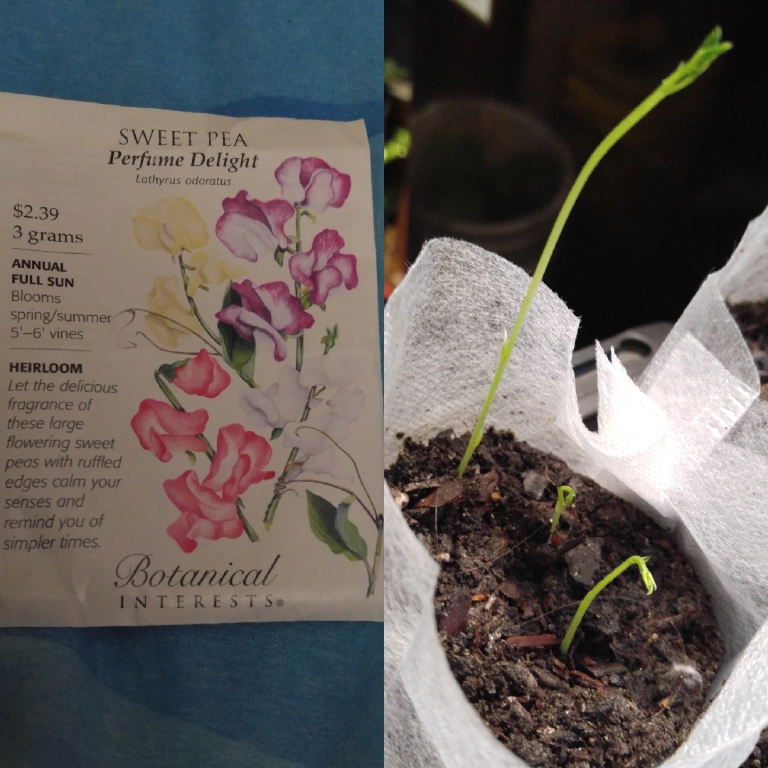 Lathyrus odoratus Perfume Delight (Mix) in the GardenTags plant encyclopedia Sweet Pea Perfume Delight (Heirloom Mix) in the GardenTags plant encyclopedia