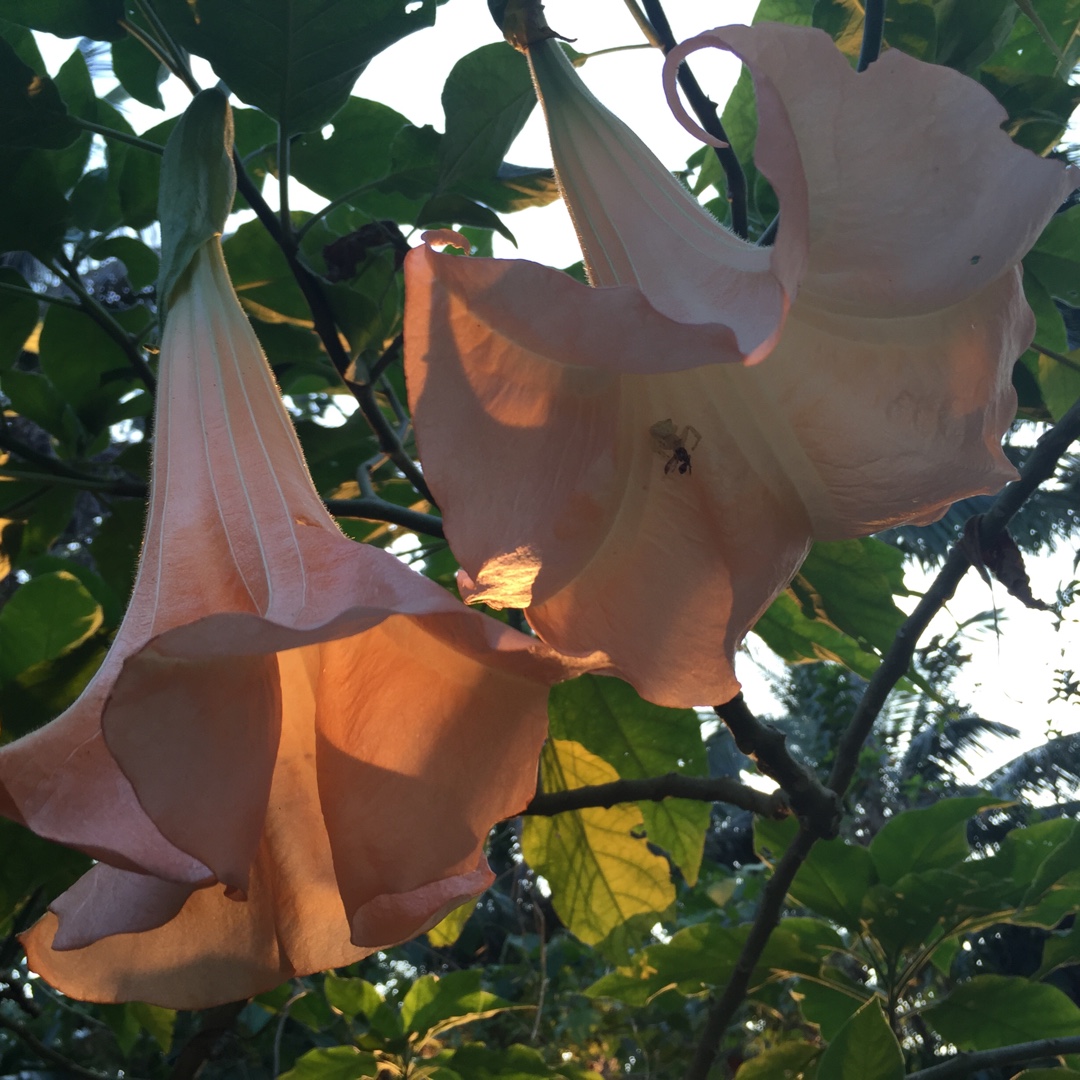 Angels Trumpet Tree Arborea in the GardenTags plant encyclopedia