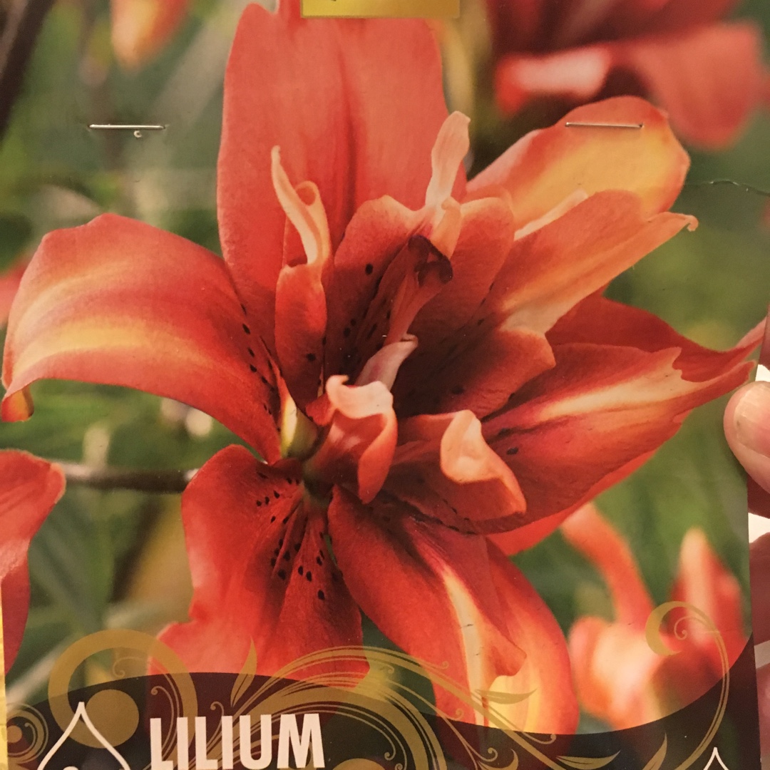 Lilium Cocktail Twins in the GardenTags plant encyclopedia Lily Cocktail Twins (Asiatic) in the GardenTags plant encyclopedia