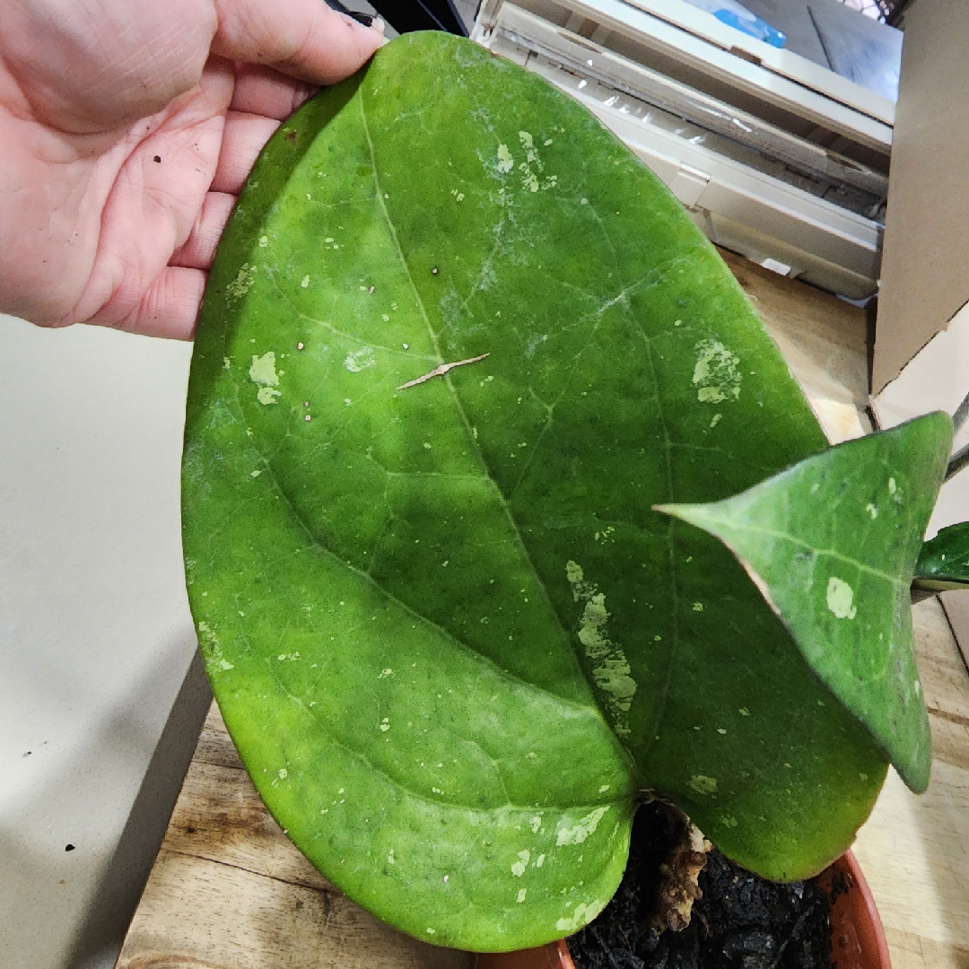 Hoya fusco marginata in the GardenTags plant encyclopedia Hoya in the GardenTags plant encyclopedia
