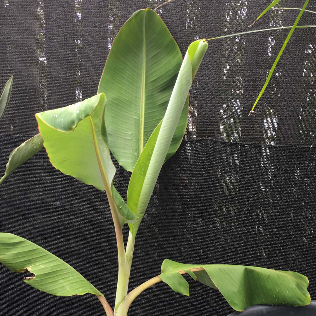Musa acuminate Misi Luki in the GardenTags plant encyclopedia Lady Finger Banana Misi Luki in the GardenTags plant encyclopedia