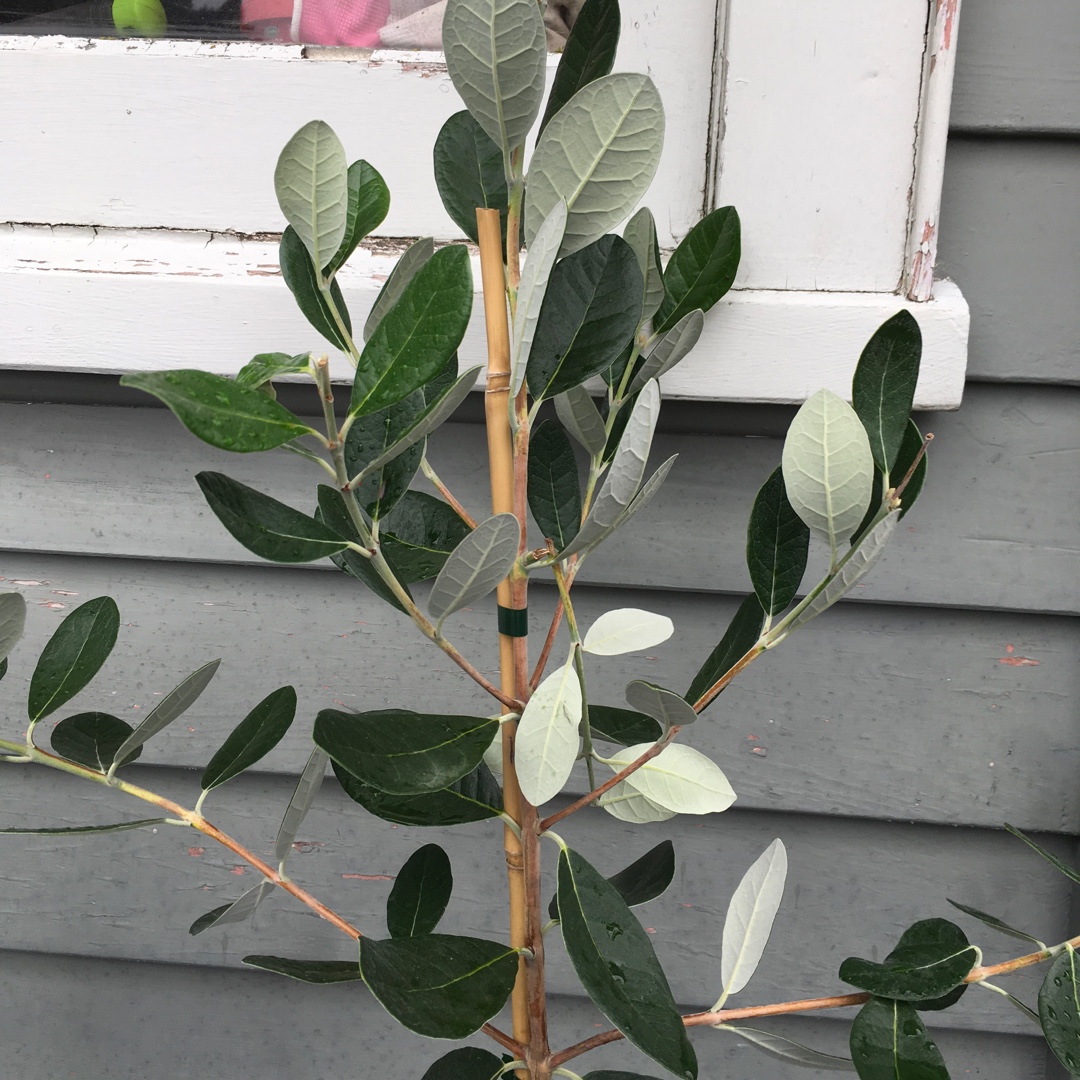 Acca sellowiana Wiki Tu (Anilvinkoru) in the GardenTags plant encyclopedia Pineapple Guava Wiki™ Tu in the GardenTags plant encyclopedia