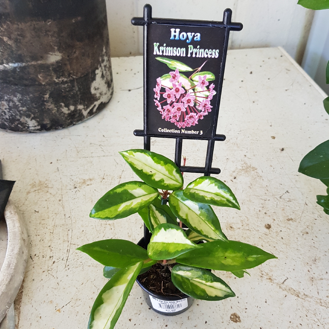 Hoya Krimson Princess Number 3 in the GardenTags plant encyclopedia