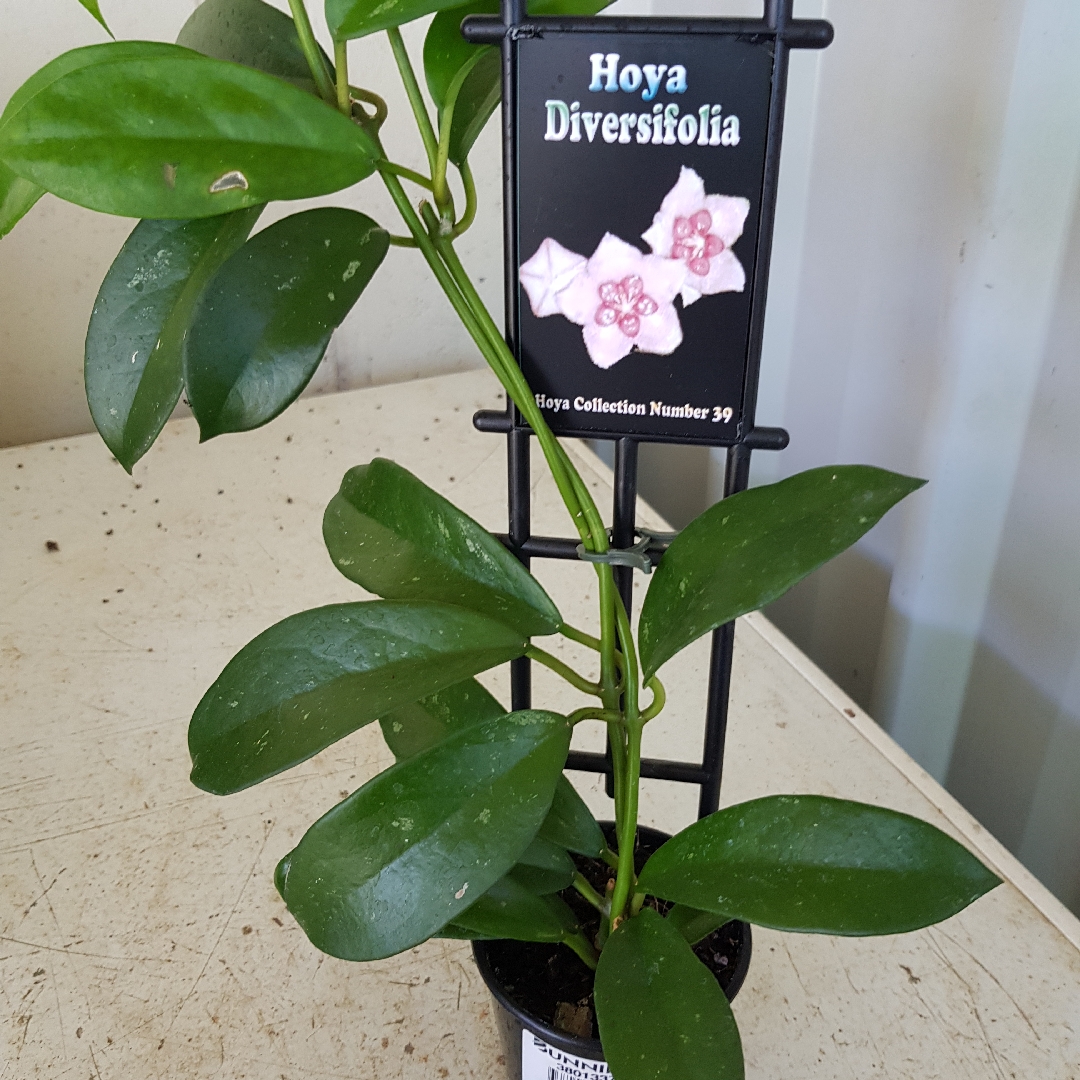 Hoya diversifolia in the GardenTags plant encyclopedia Hoya Diversifolia Number 39 in the GardenTags plant encyclopedia