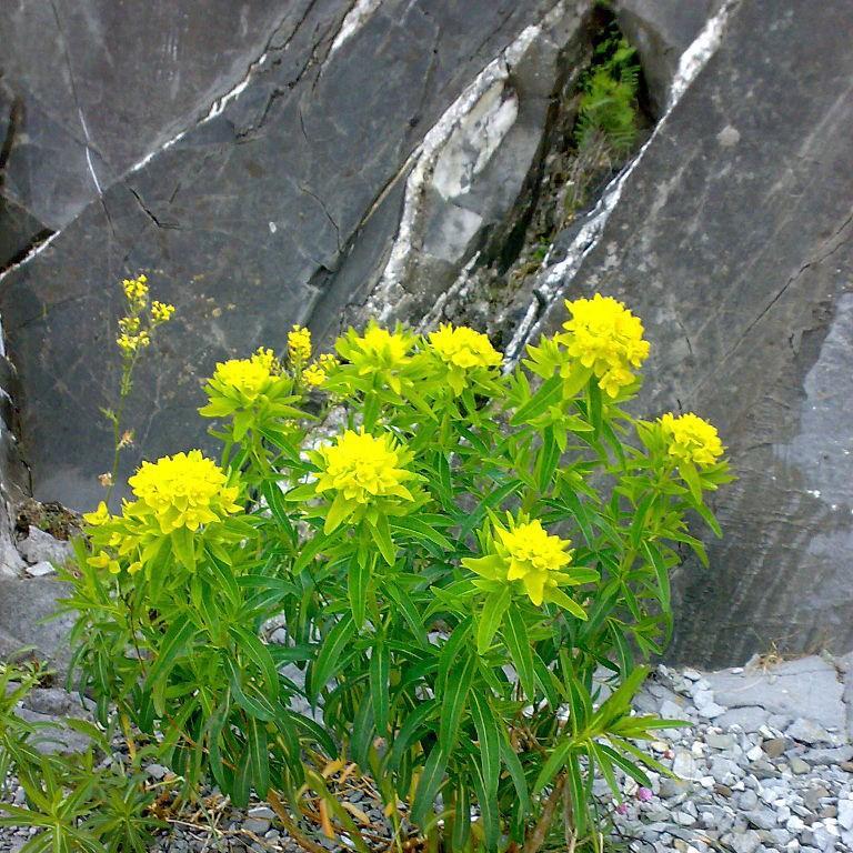 Marsh Spurge Walenburgs Glorie in the GardenTags plant encyclopedia