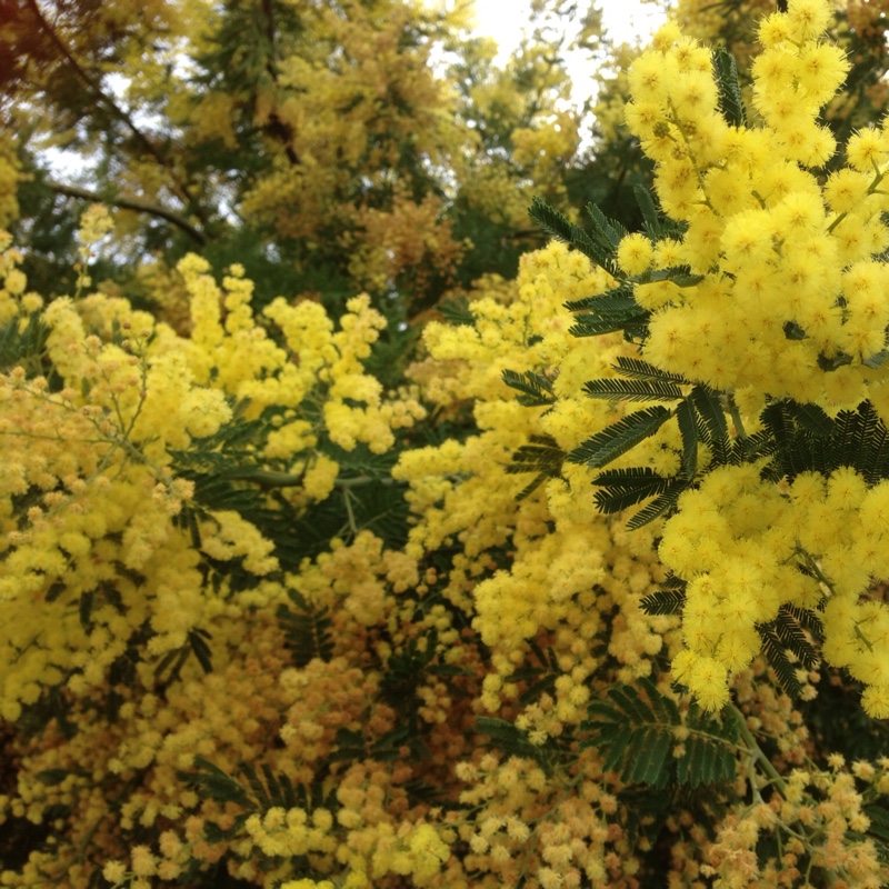 Acacia dealbata Gaulois Astier in the GardenTags plant encyclopedia Mimosa Gaulois Astier in the GardenTags plant encyclopedia