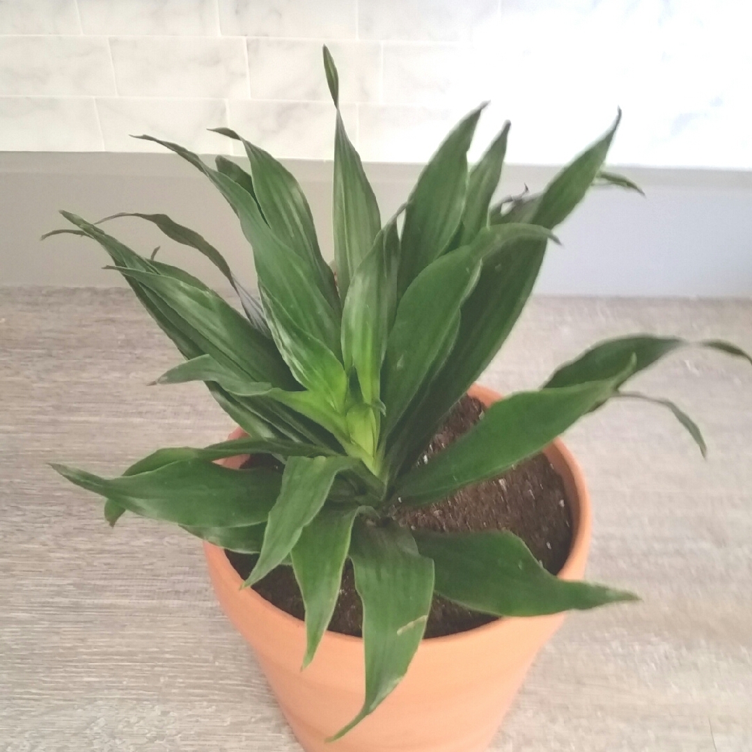 Dracaena deremensis Janet Craig Compacta in the GardenTags plant encyclopedia Striped Dracaena Janet Craig Compacta in the GardenTags plant encyclopedia