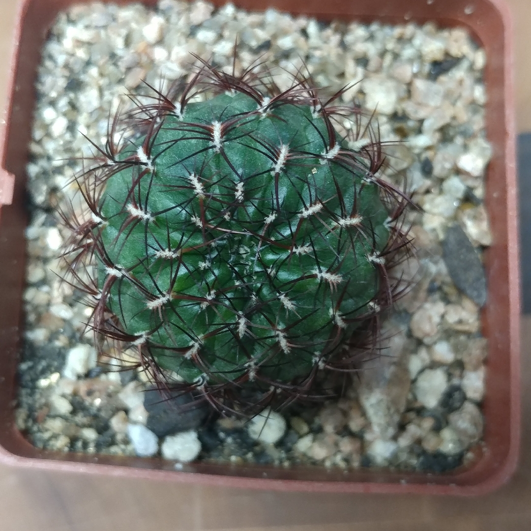 Rebutia mentosa syn. Sulcorebutia mentosa in the GardenTags plant encyclopedia Rebutia mentosa in the GardenTags plant encyclopedia