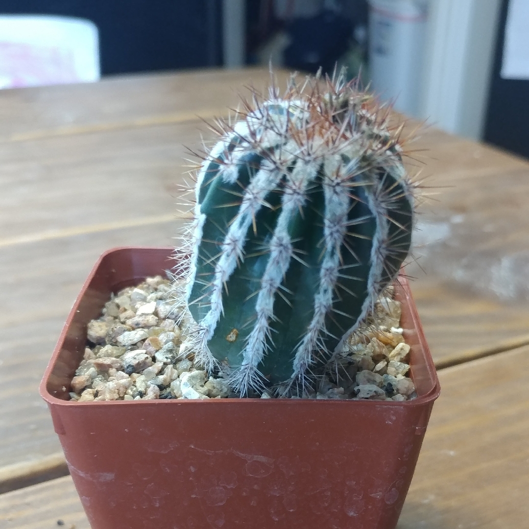 Echinopsis Haku-jo Maru in the GardenTags plant encyclopedia Echinopsis Haku-jo Maru in the GardenTags plant encyclopedia