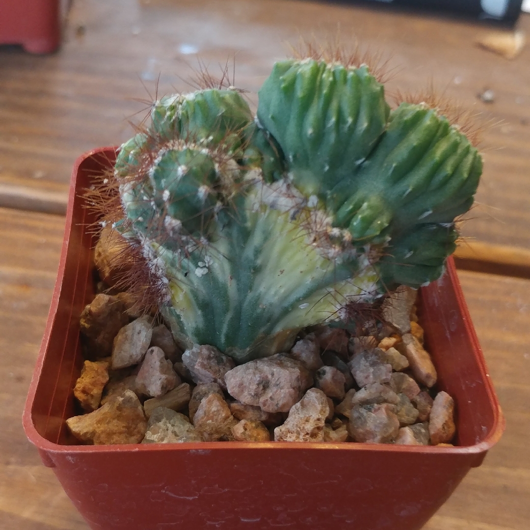 Cereus jamacuru f. Monstrosus var. variegata in the GardenTags plant encyclopedia Variegated Cereus in the GardenTags plant encyclopedia