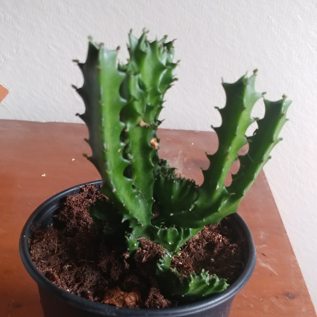 Euphorbia hermentiana forma Cristata in the GardenTags plant encyclopedia Euphorbia cristata in the GardenTags plant encyclopedia