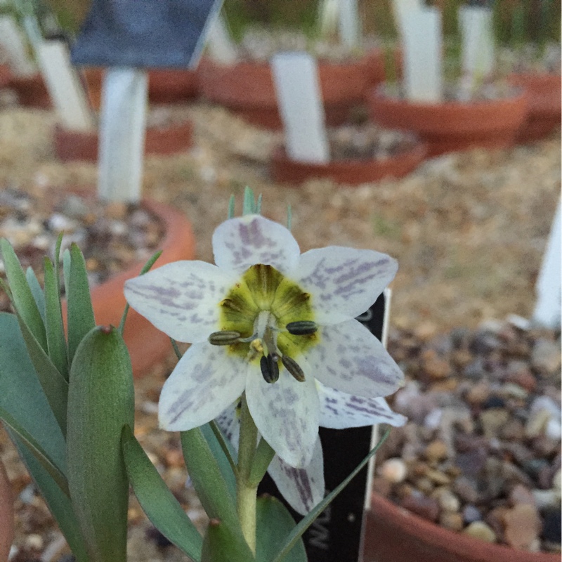 Fritillaria Gibbosa in the GardenTags plant encyclopedia Fritillaria Gibbosa in the GardenTags plant encyclopedia