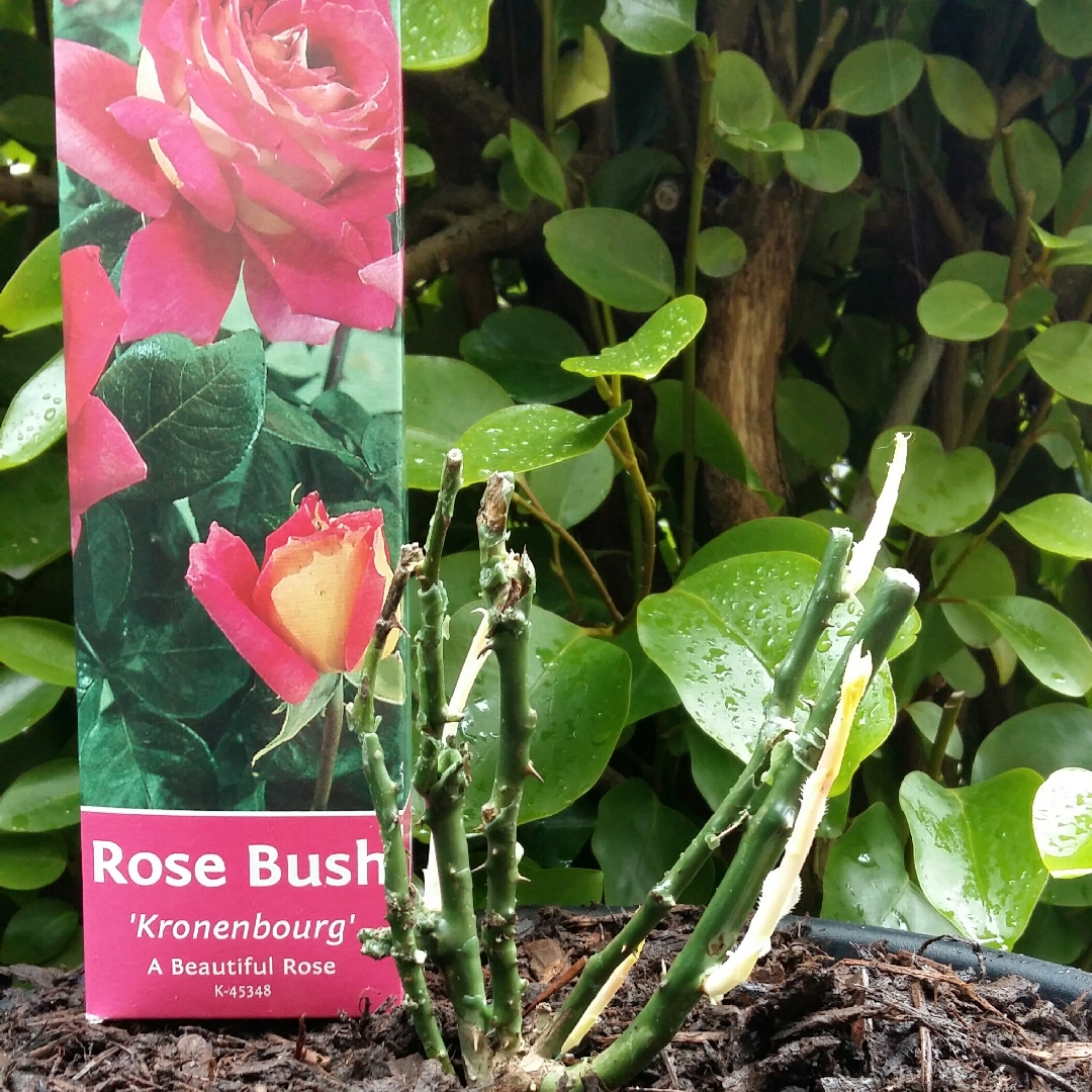 Rosa Kronenbourg syn. Rosa Flaming Peace in the GardenTags plant encyclopedia Hybrid Tea Rose Kronenbourg in the GardenTags plant encyclopedia
