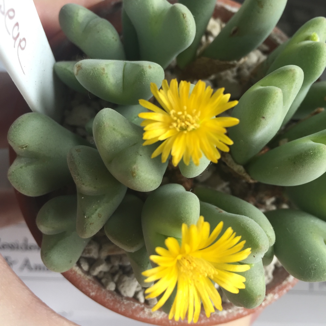 Conophytum Elisae in the GardenTags plant encyclopedia Living Pebble Elisae in the GardenTags plant encyclopedia