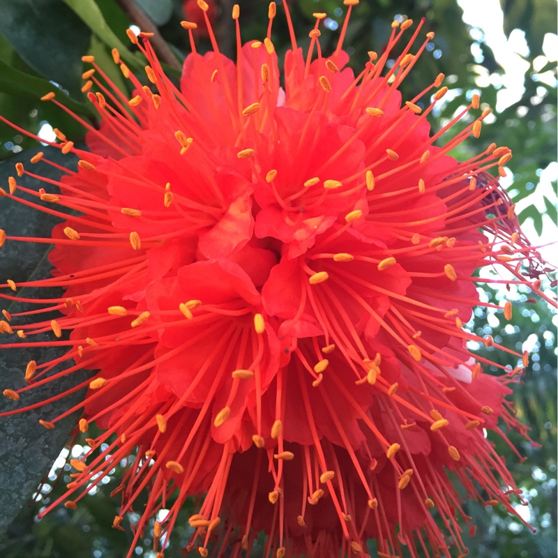 Brownea coccinea x latifolia syn. Brownea capitella ; Brownea latifolia in the GardenTags plant encyclopedia Scarlet Flame Bean in the GardenTags plant encyclopedia