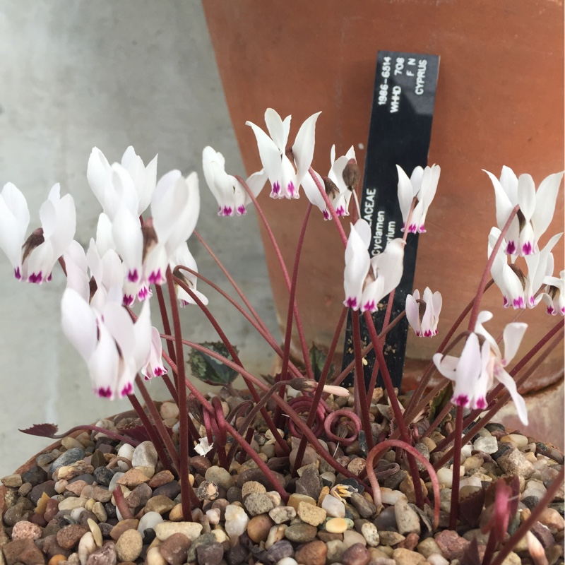 Cyclamen (Species) Cyprus Cyclamen in the GardenTags plant encyclopedia