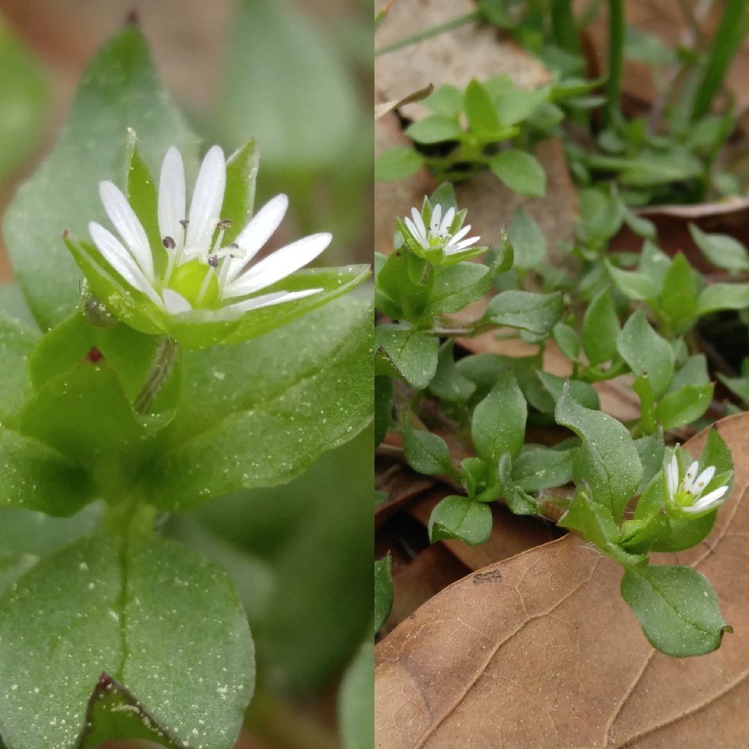 Stellaria media in the GardenTags plant encyclopedia Common Chickweed in the GardenTags plant encyclopedia