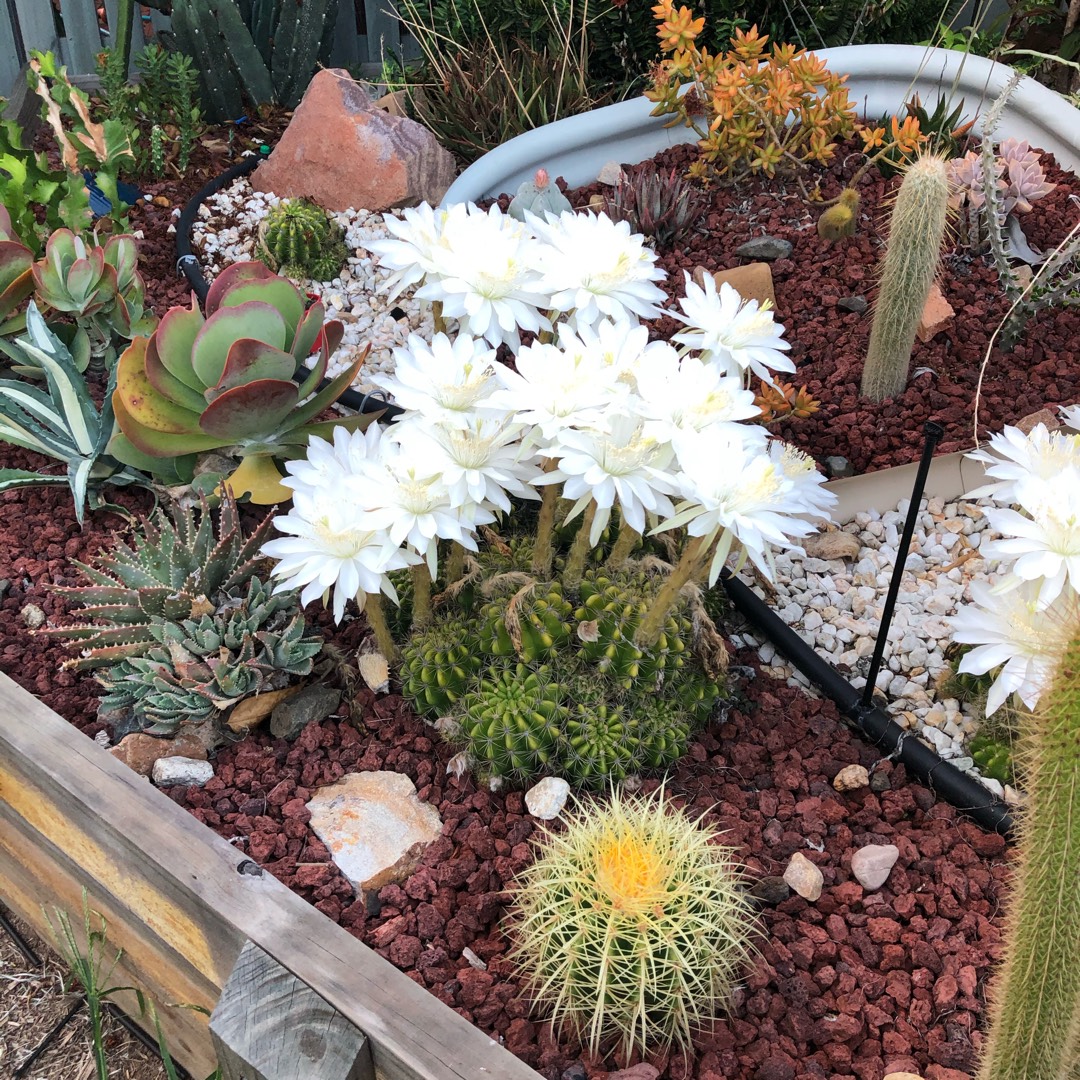 Echinopsis calochlora in the GardenTags plant encyclopedia Echinopsis calochlora in the GardenTags plant encyclopedia
