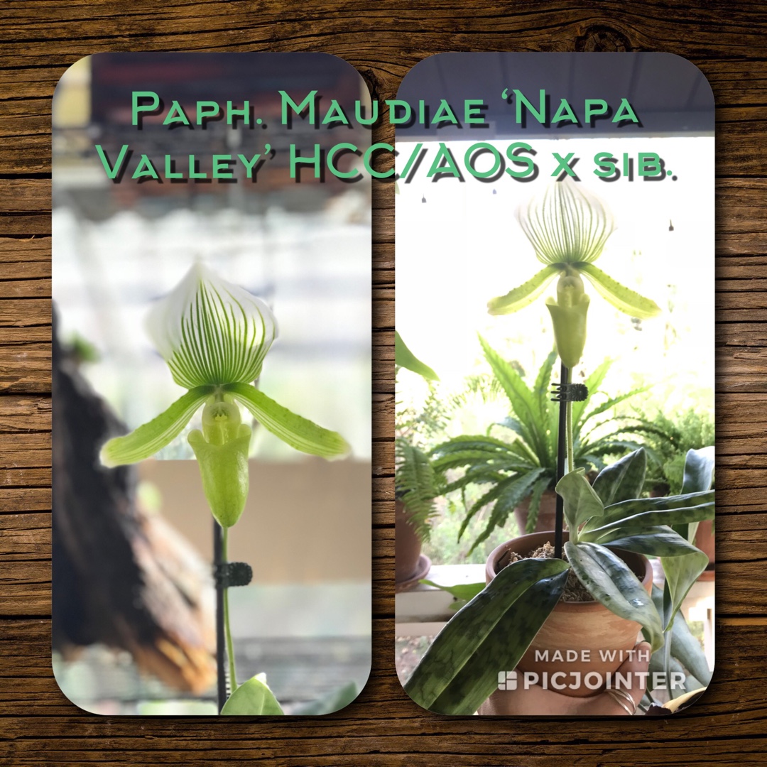 Paphiopedilum Maudiae Napa Valley HCC AOS x Sic in the GardenTags plant encyclopedia Slipper Orchid Napa Valley in the GardenTags plant encyclopedia