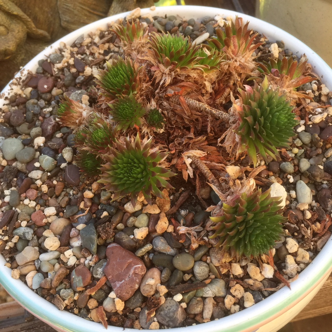 Sempervivum Affine in the GardenTags plant encyclopedia Sempervivum Affine in the GardenTags plant encyclopedia