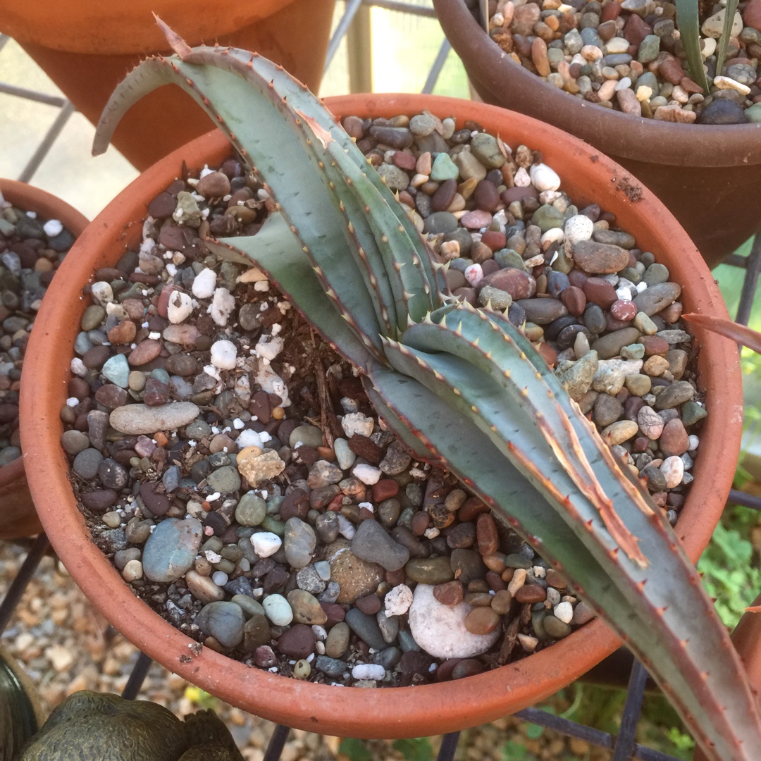 Aloe suprafoliata in the GardenTags plant encyclopedia Book Aloe in the GardenTags plant encyclopedia