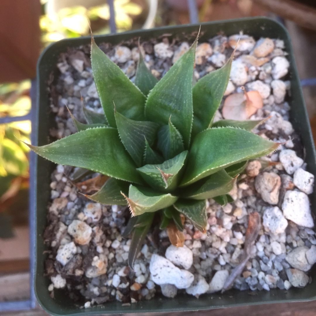 Haworthia retusa Milky Way in the GardenTags plant encyclopedia Star Cactus Milky Way in the GardenTags plant encyclopedia