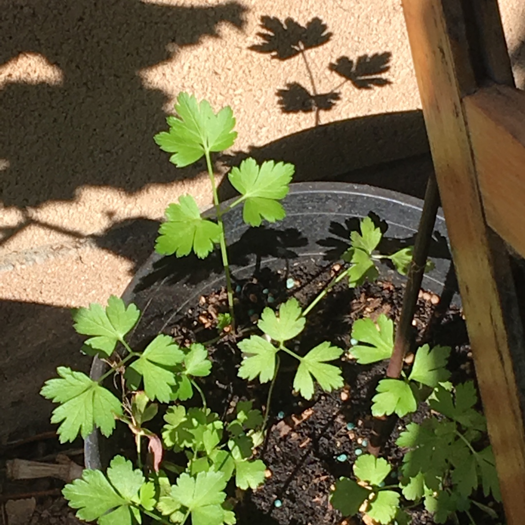 Petroselinum crispum Gigante in the GardenTags plant encyclopedia Italian Parsley Gigante in the GardenTags plant encyclopedia