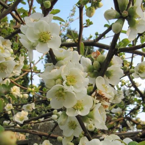 Chaenomeles speciosa Nivalis in the GardenTags plant encyclopedia Japanese Quince Nivalis in the GardenTags plant encyclopedia