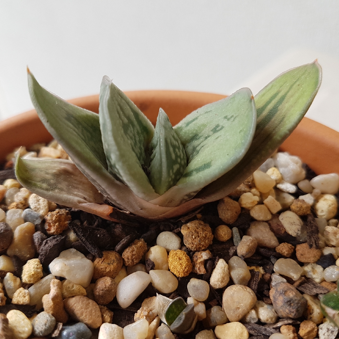 Gasteria Obtusa Salm-Dyck Haw in the GardenTags plant encyclopedia Gasteria Obtusa Salm-Dyck Haw in the GardenTags plant encyclopedia